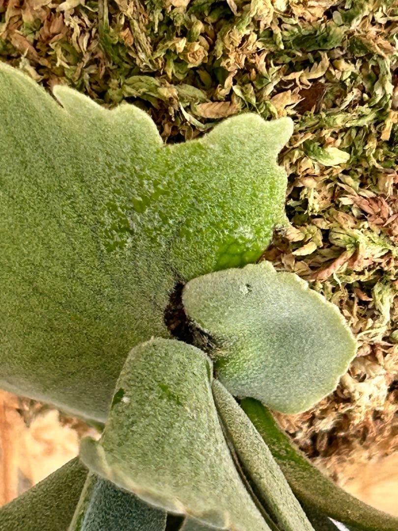 P. Willinckii Omg(spore) 【29】
