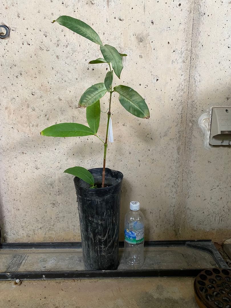 熱帯果樹】レンブ アイランドルビー（Syzygium samarangense）