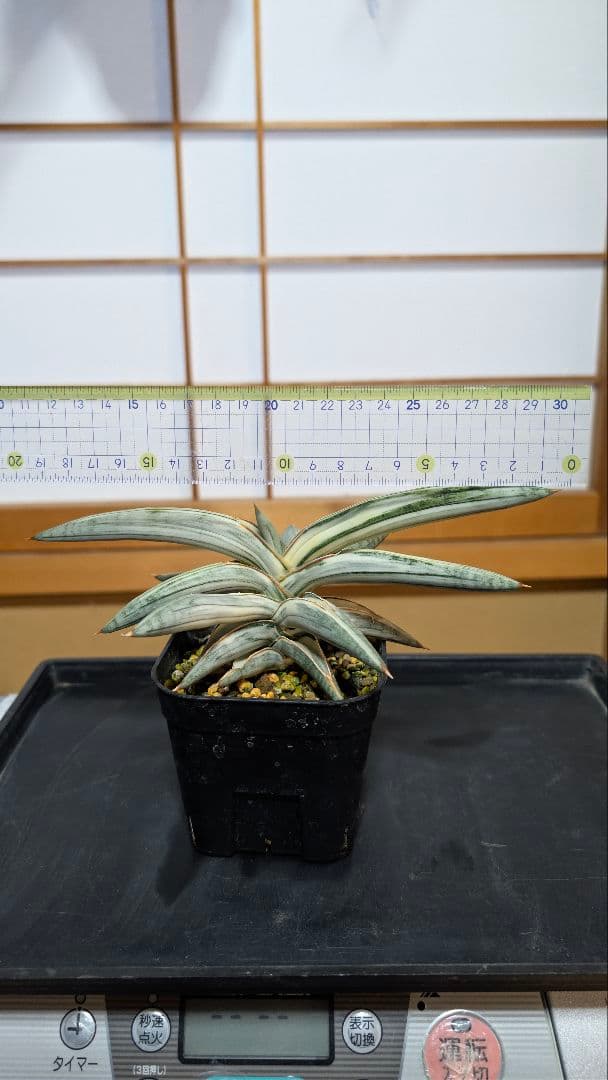 Lav.1970 'Blue Clone white Variegata'【B】
