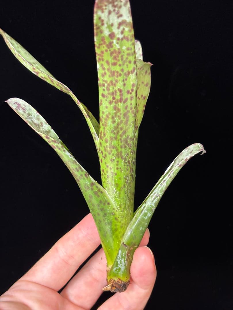 ブロメリア・エアープランツ Tillandsia brenneri from Ecuagenera