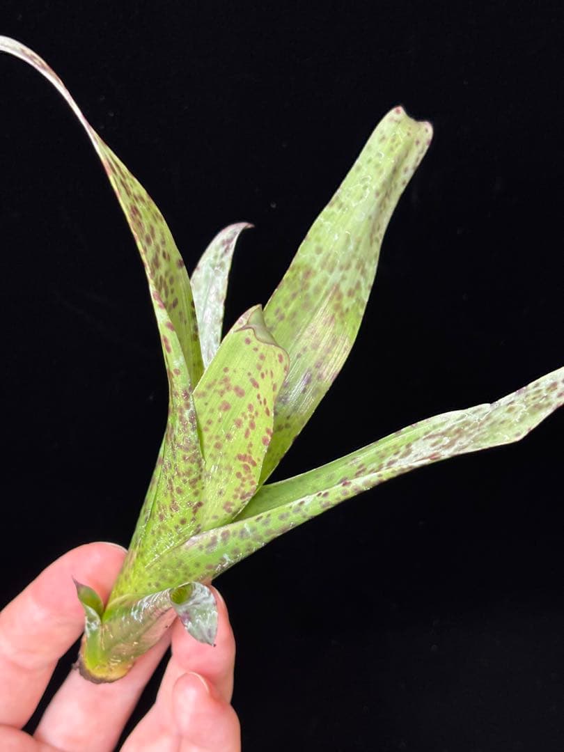 ブロメリア・エアープランツ Tillandsia brenneri from Ecuagenera