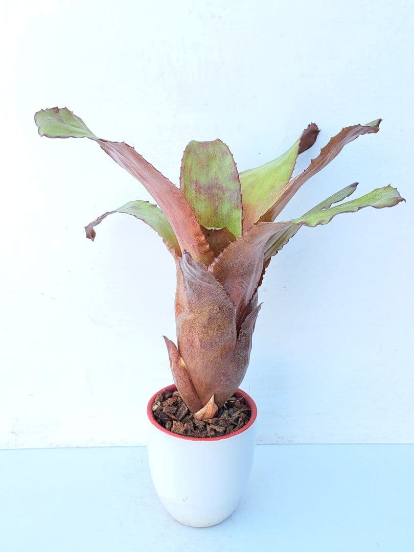 カンメア ジャスペ 抜き苗 速達便 タンクブロメリア 観葉植物