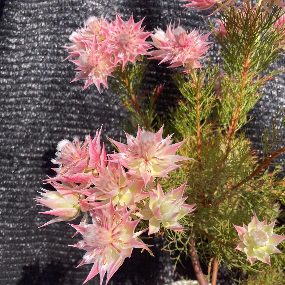 ①*ஐカサカサした質感！ホワイトピンクの花*:ஐセルリア・苗木【プリティピンク】