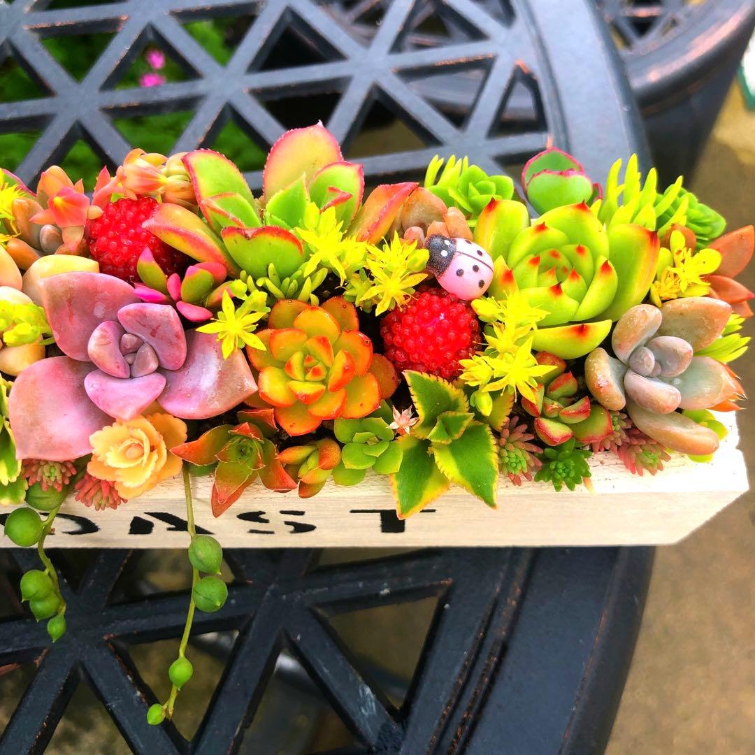 そのまま飾れる多肉植物寄せ植え　大　管理書付