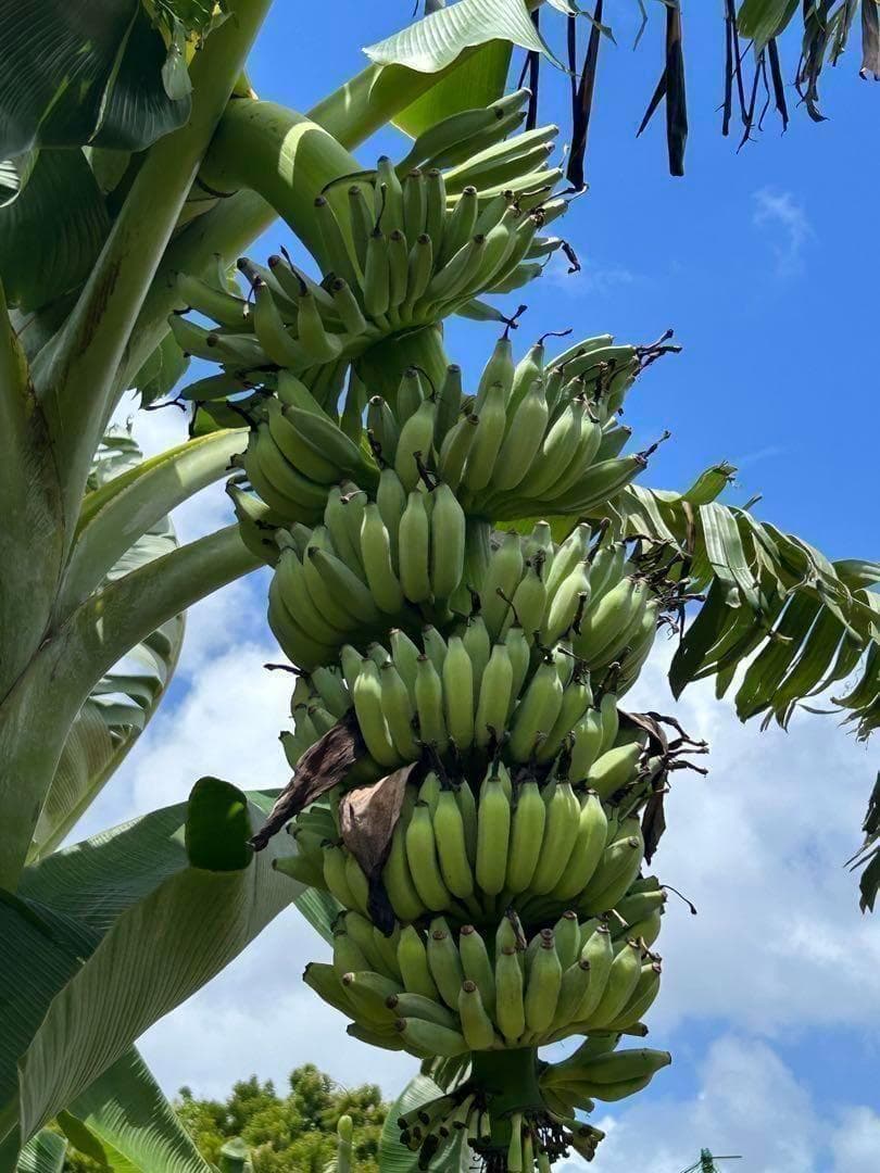 糖度の鬼◆130㎝巨大◆超、ドワーフ＝キングナムワ。バナナ苗◆耐寒強、関東露地