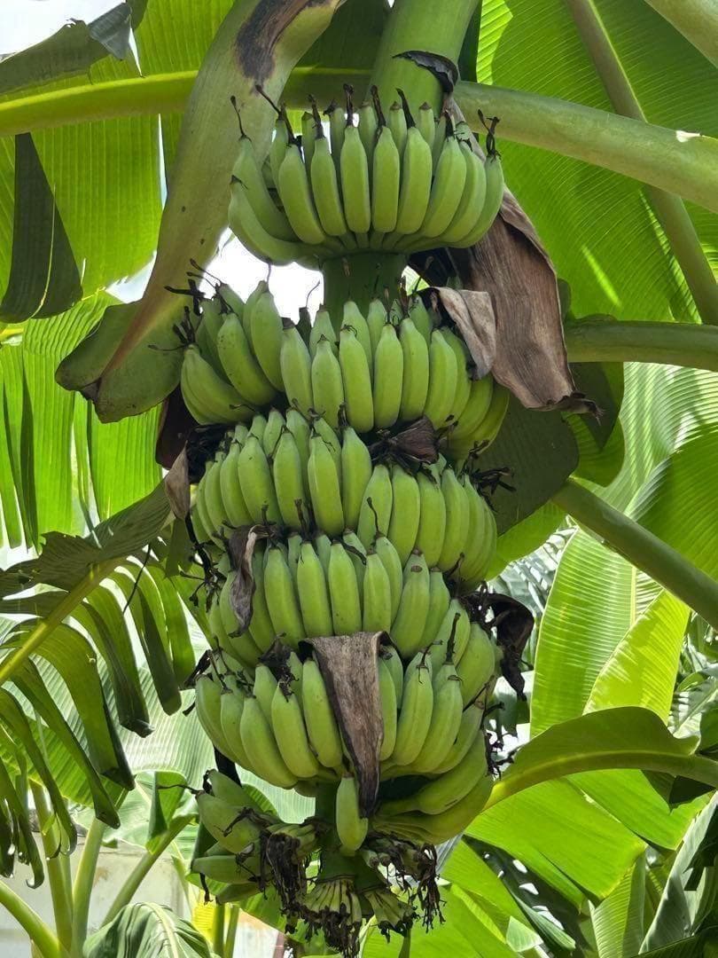 糖度の鬼◆130㎝巨大◆超、ドワーフ＝キングナムワ。バナナ苗◆耐寒強、関東露地