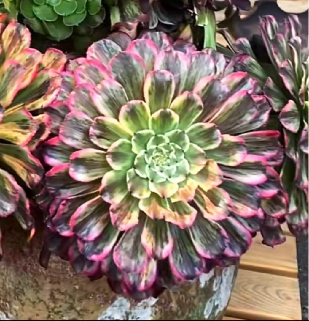 多肉植物アエオニウム錦❤️ピンクディジー❤️