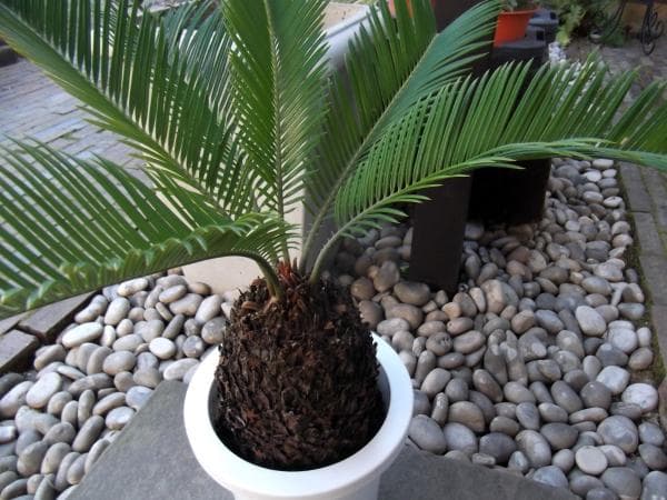 現物「蘇鉄（ソテツ）」７号　Cycas revoluta