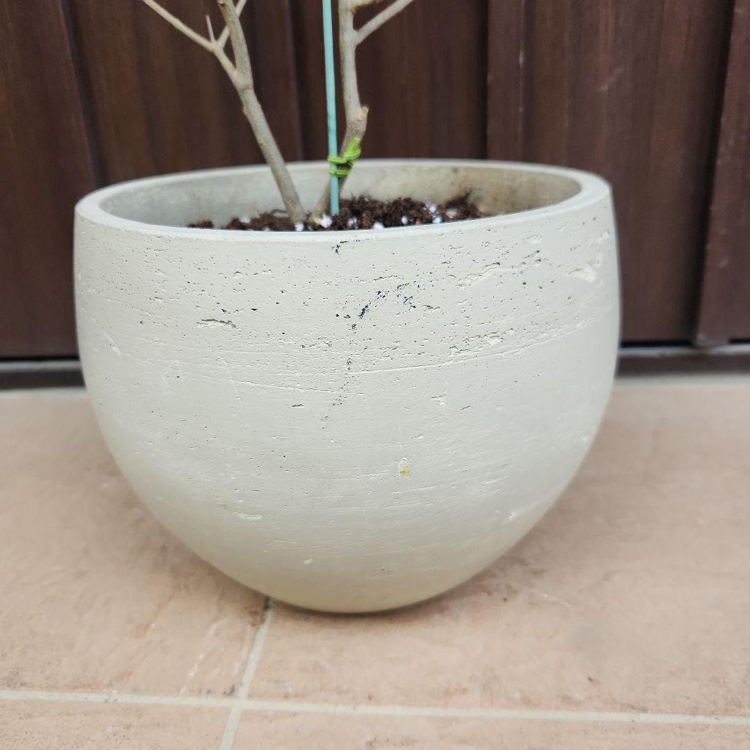 オリーブの木　ネバディロブランコ　石膏鉢植え　苗　苗木