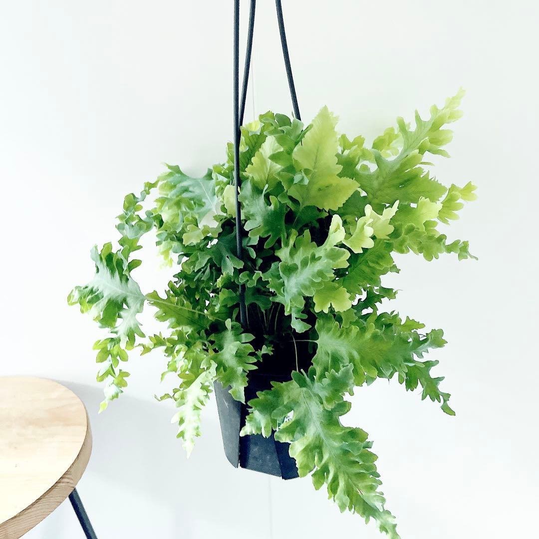 登録品種 フレボディウム ダバナ 観葉植物 吊り下げ calm cafe61