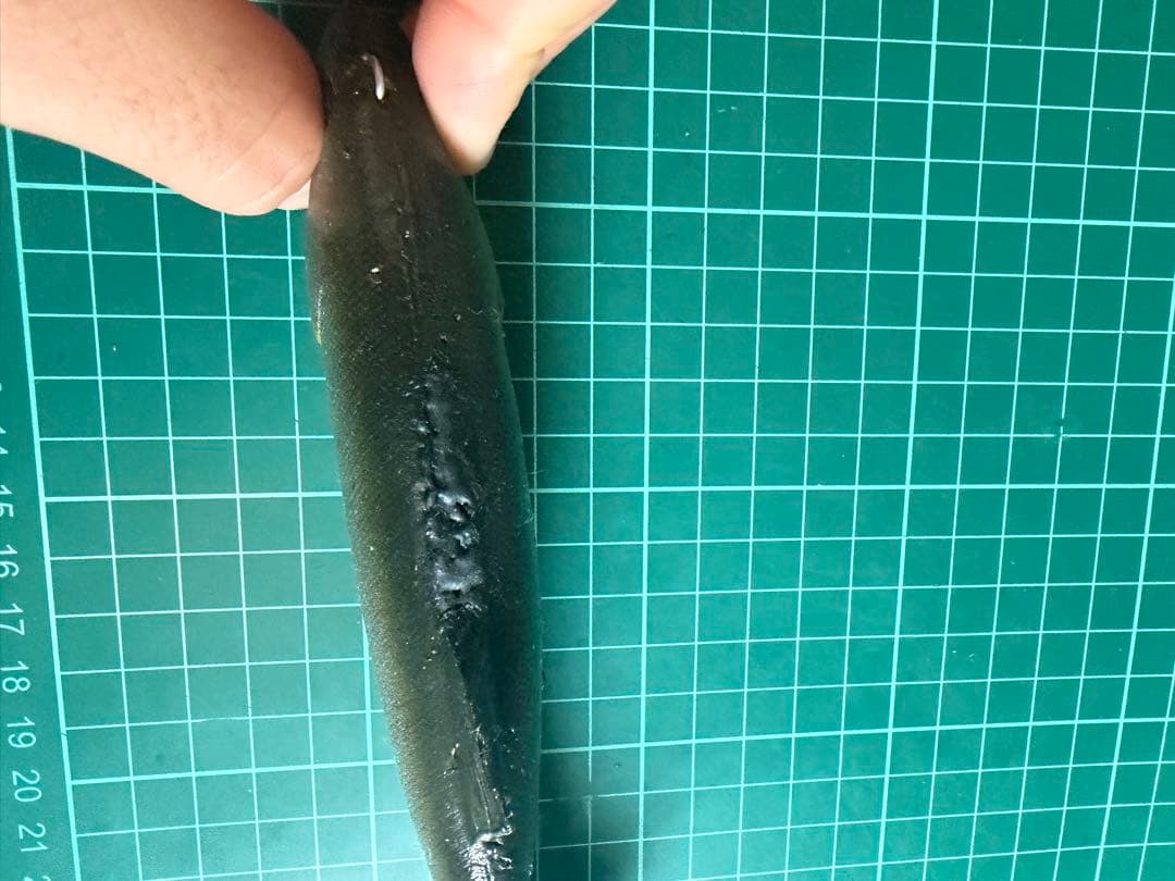 ハドルトラウト8インチ