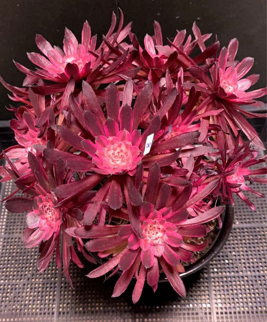 8#多肉植物アエオニウム錦❤️ 仙墨❤️10頭30cm拔き苗