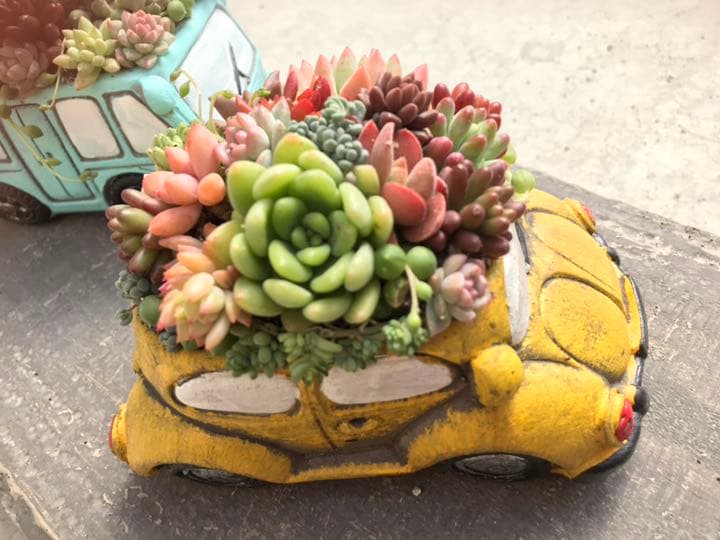 多肉の寄せ植え ★frower car-フラワーカー 黄色★