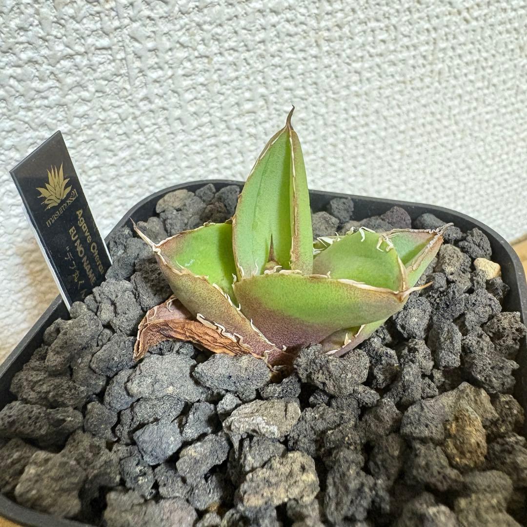 アガベ オテロイ 実生株 通称デブ丸くん 子株