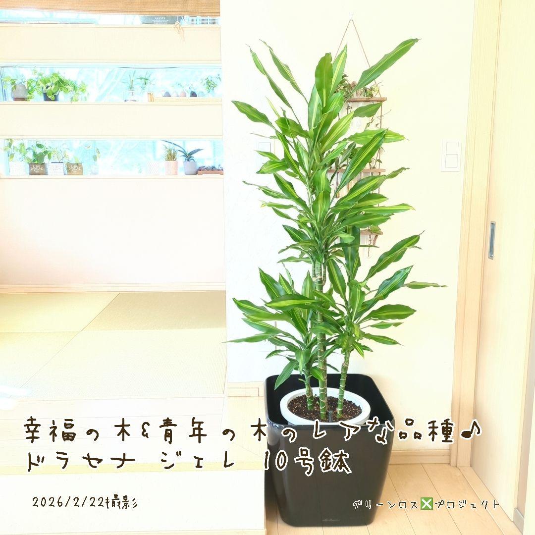 【B級品/大型観葉植物】幸福の木&青年の木のレアな品種♪ドラセナジェレ 10号鉢