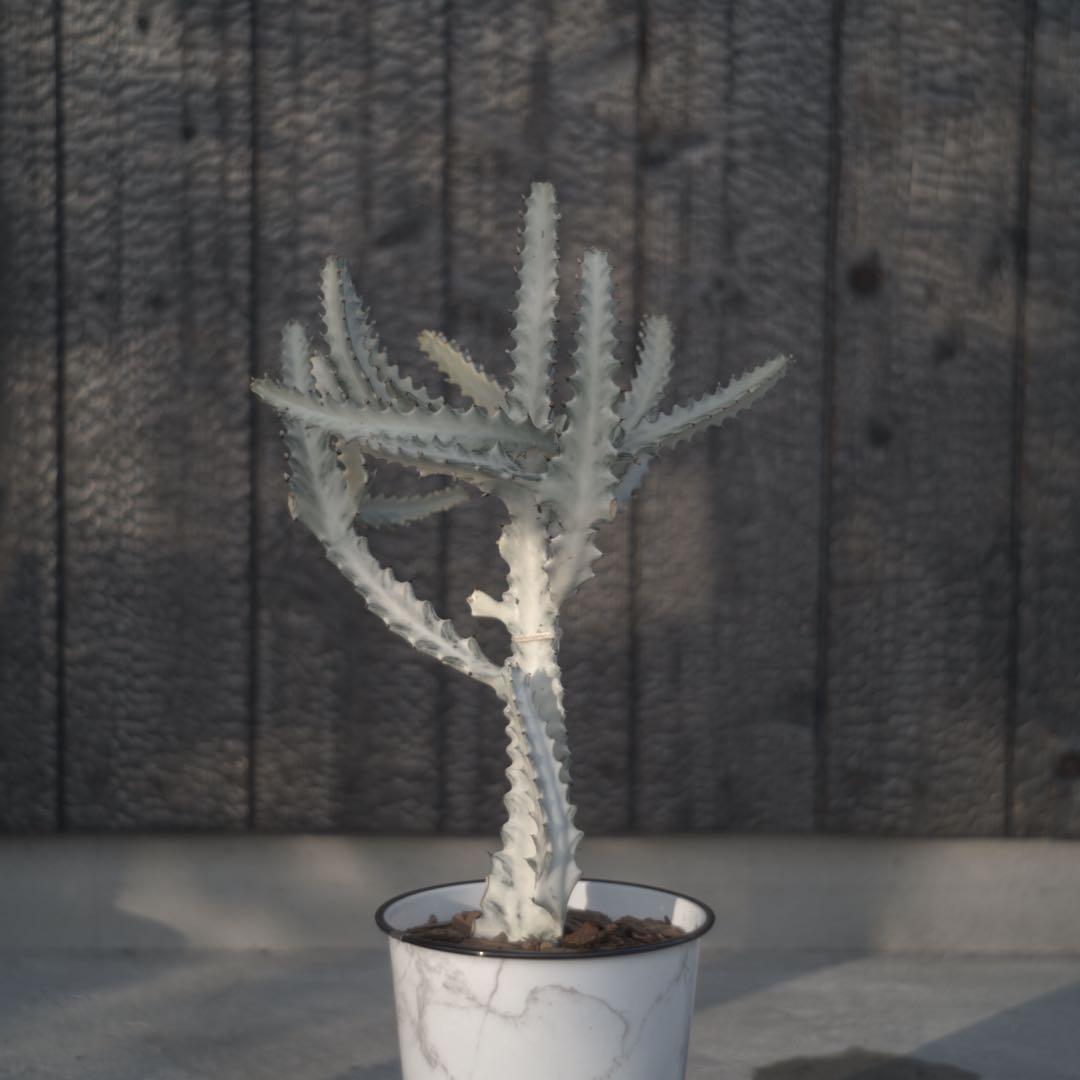 【美形状】ホワイトゴースト　多肉植物 観葉植物　サボテン　約70cm❶