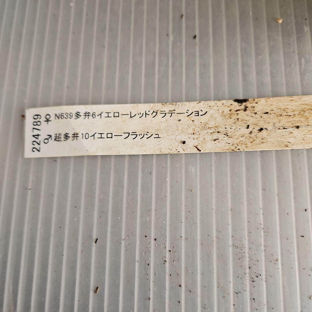 ㉖-492クリスマスローズ