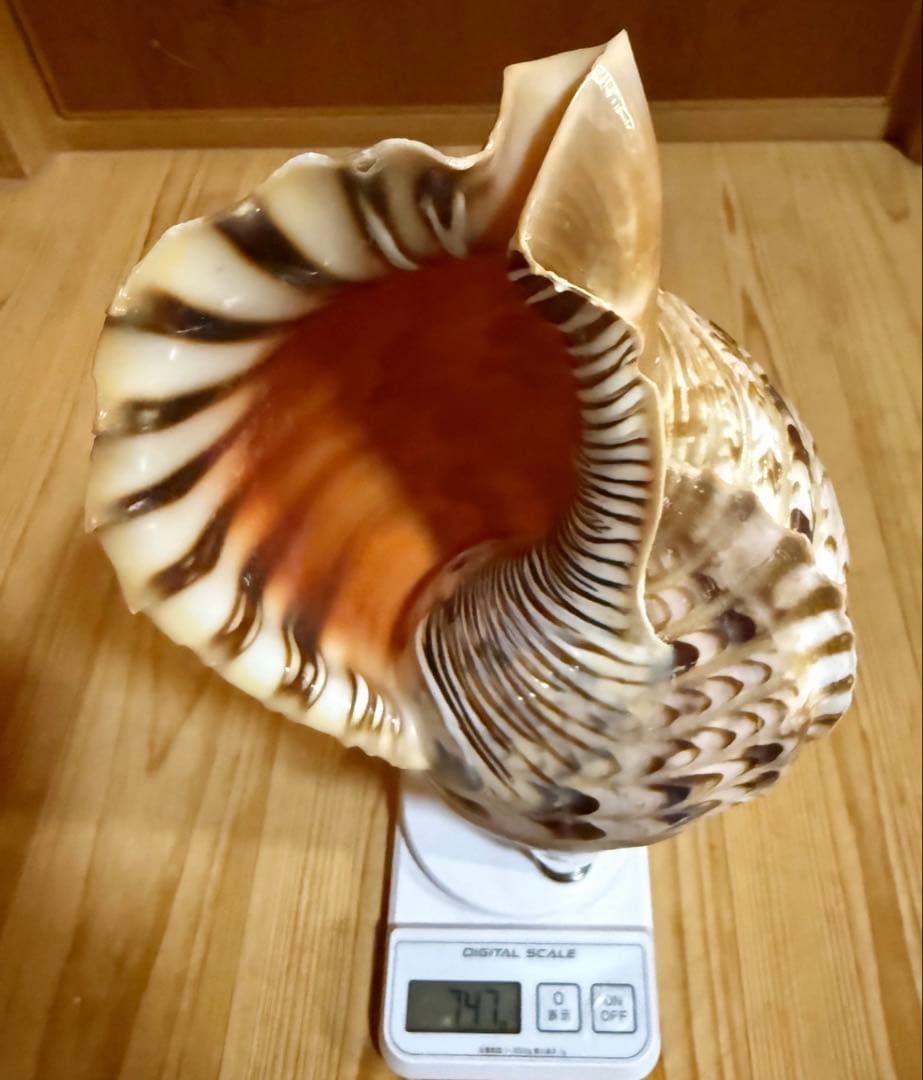 修験道法螺貝36.5㎝　山伏　密教　魔除け　熊よけ❣️ホラガイ　ほら貝