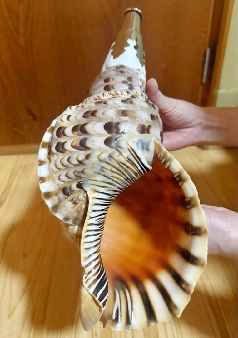 修験道法螺貝36.5㎝　山伏　密教　魔除け　熊よけ❣️ホラガイ　ほら貝