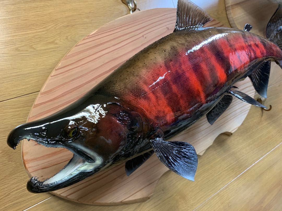 限定剥製魚類剥製工房エフクラフト　最終形態晩秋の鼻曲がり雄サクラマス54センチ