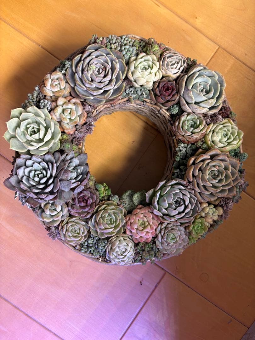 多肉植物寄せ植え　そのまま飾れる　リース 直径約24cm