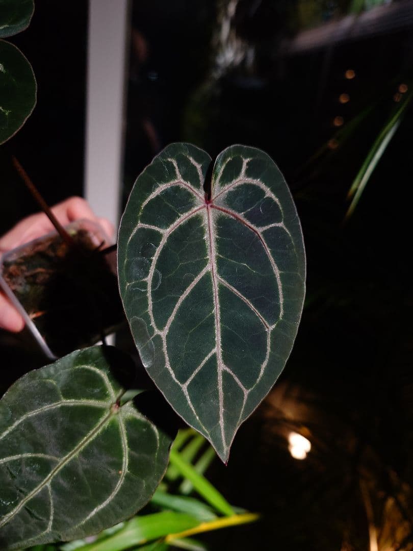 Anthurium Red Crystallinum 実生株