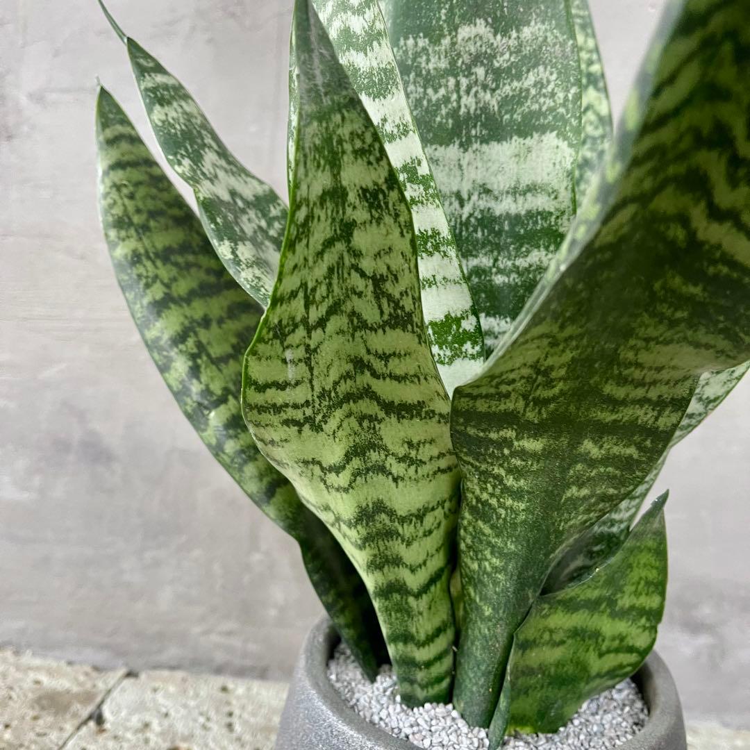 サンスベリア　ゼラニカ　グラファイトストーム陶器鉢　植え込み発送