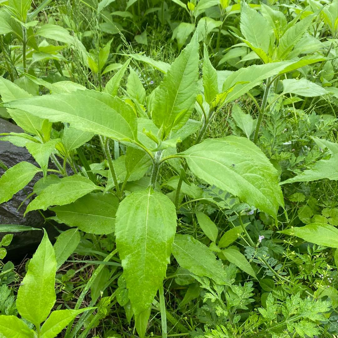 菊芋が生えてくる肥沃な土　みかん箱3箱分パンパンに詰めます