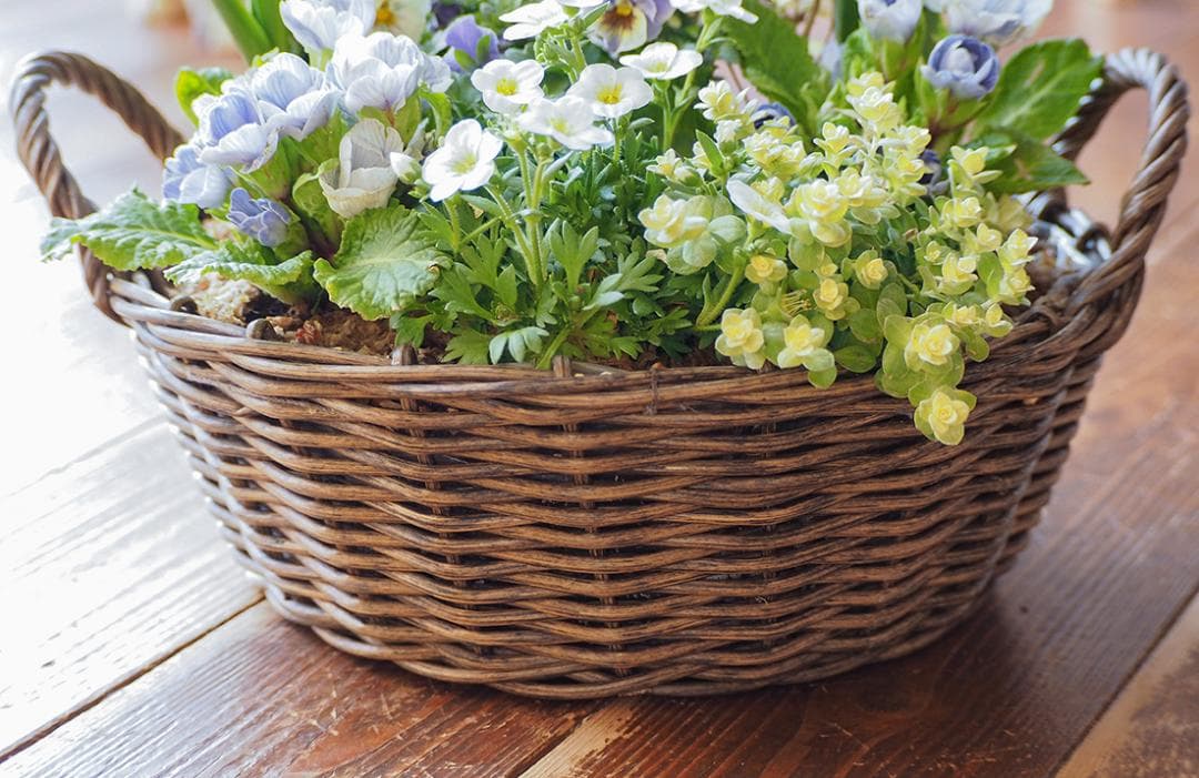 青の春待ちお庭 ❁⃘*.゜ 寄せ植え