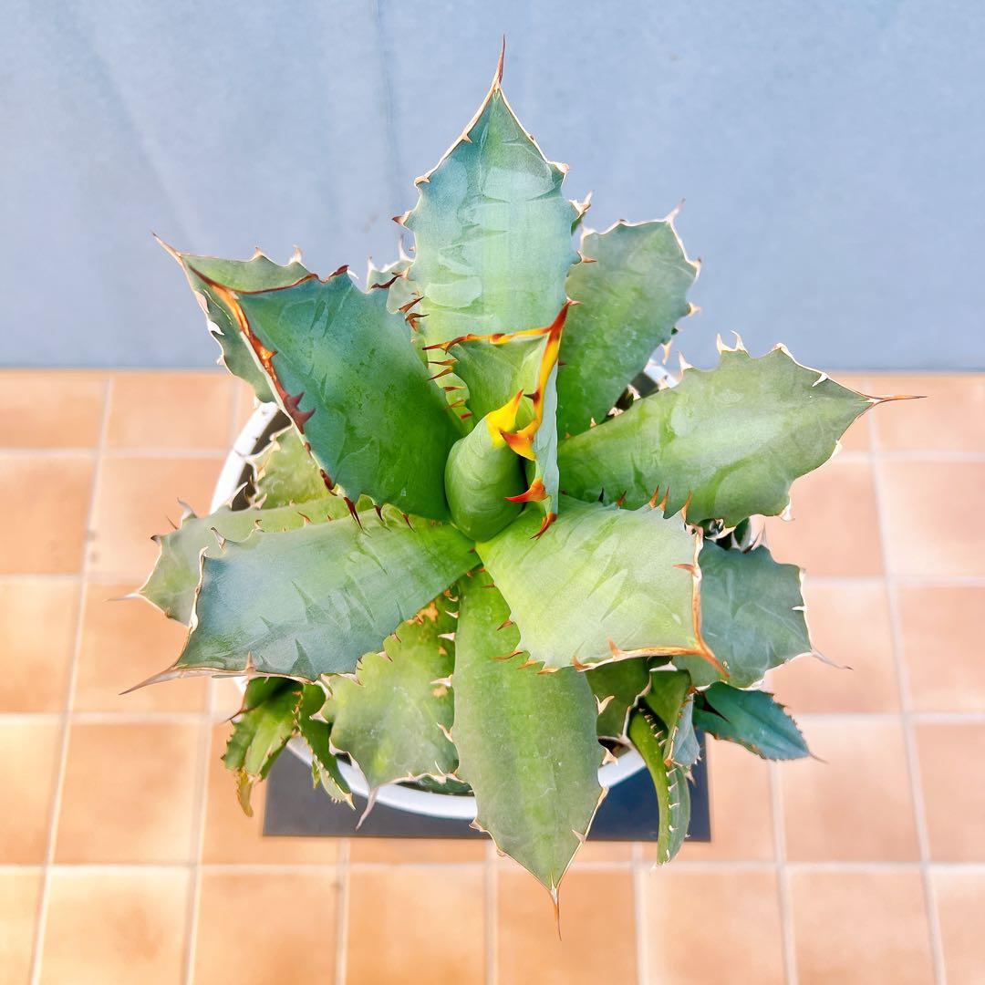 現品　アガベ　オテロイコンパクタ　観葉植物　地植え　卓上　室内　ドライガーデン