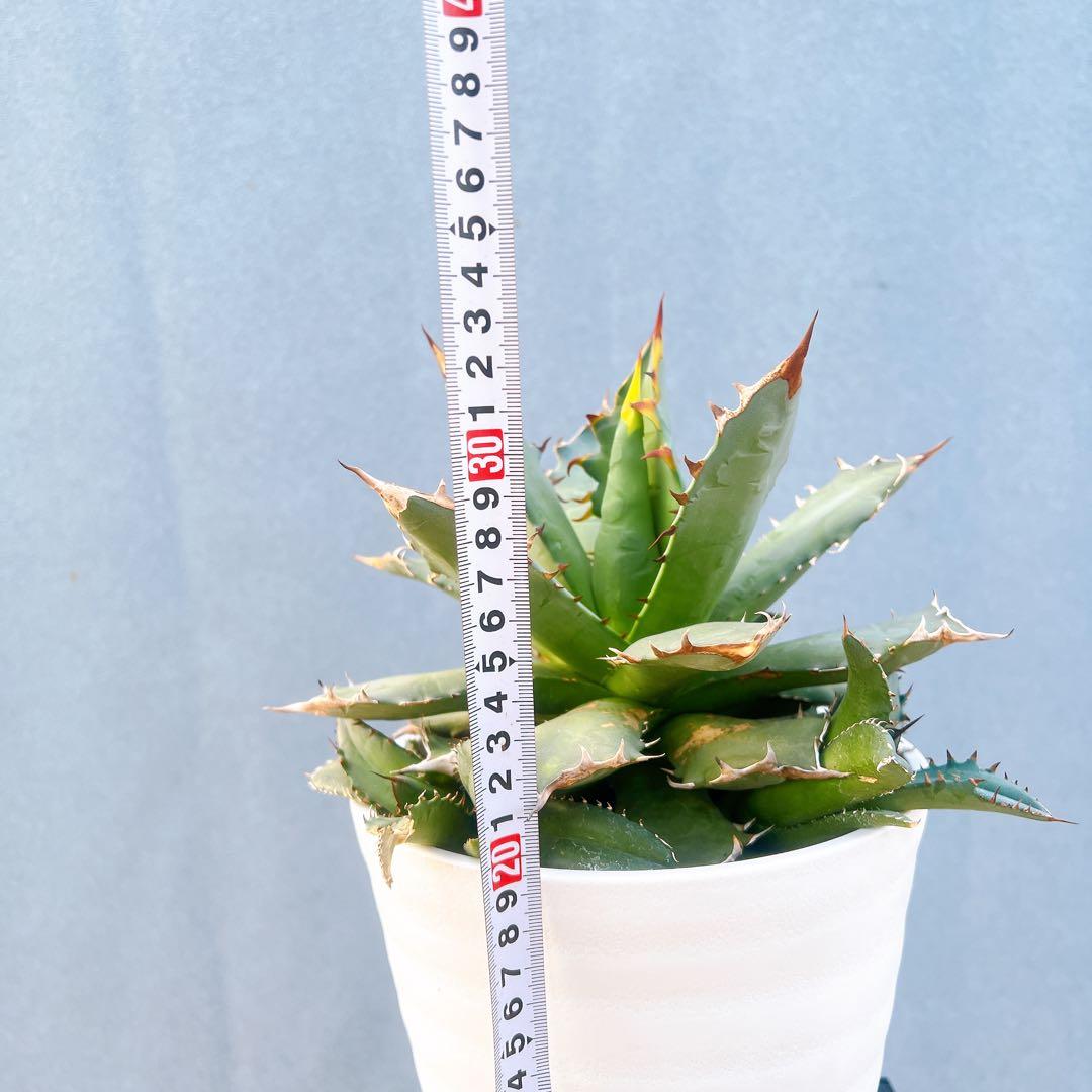 現品　アガベ　オテロイコンパクタ　観葉植物　地植え　卓上　室内　ドライガーデン