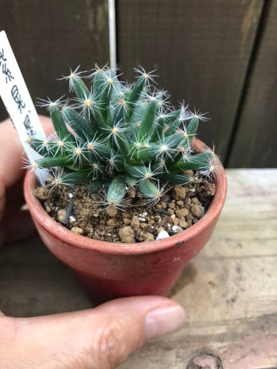 多肉植物 紫晃星♡抜き苗(^○^)