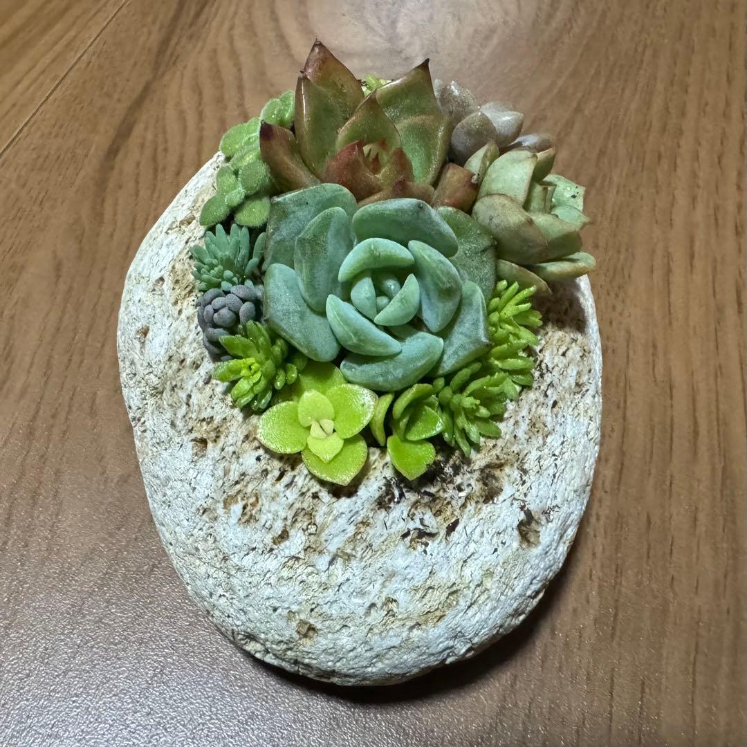 多肉植物 寄せ植え 軽石鉢 エケベリア セダム ネルソル なし