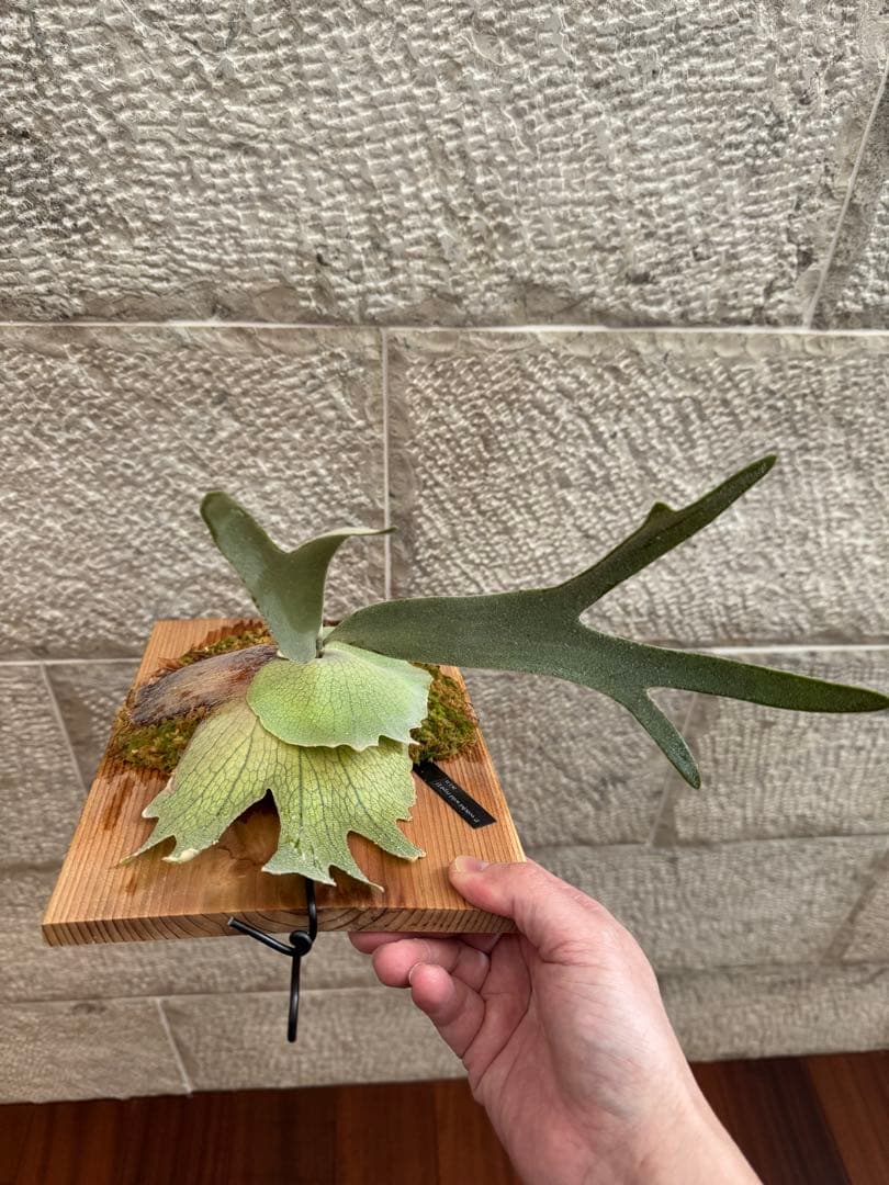 P. veitchii wild (vp#1) 子株 ベイチー ビカクシダ