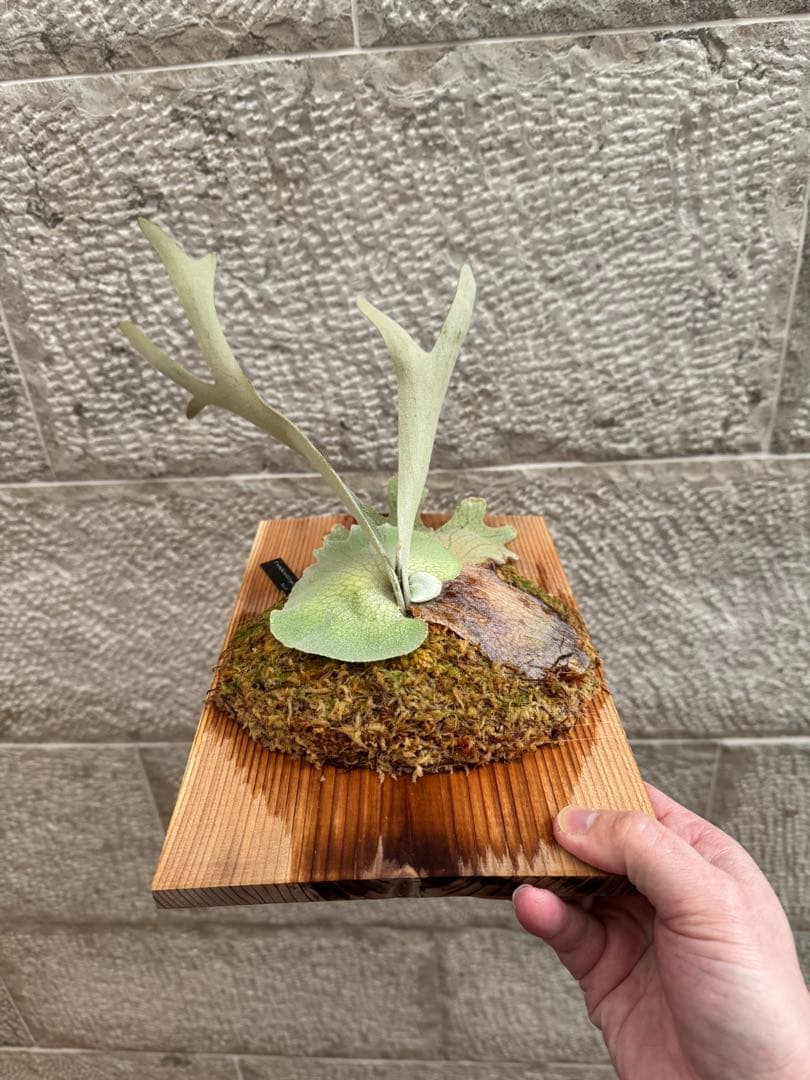 P. veitchii wild (vp#1) 子株 ベイチー ビカクシダ