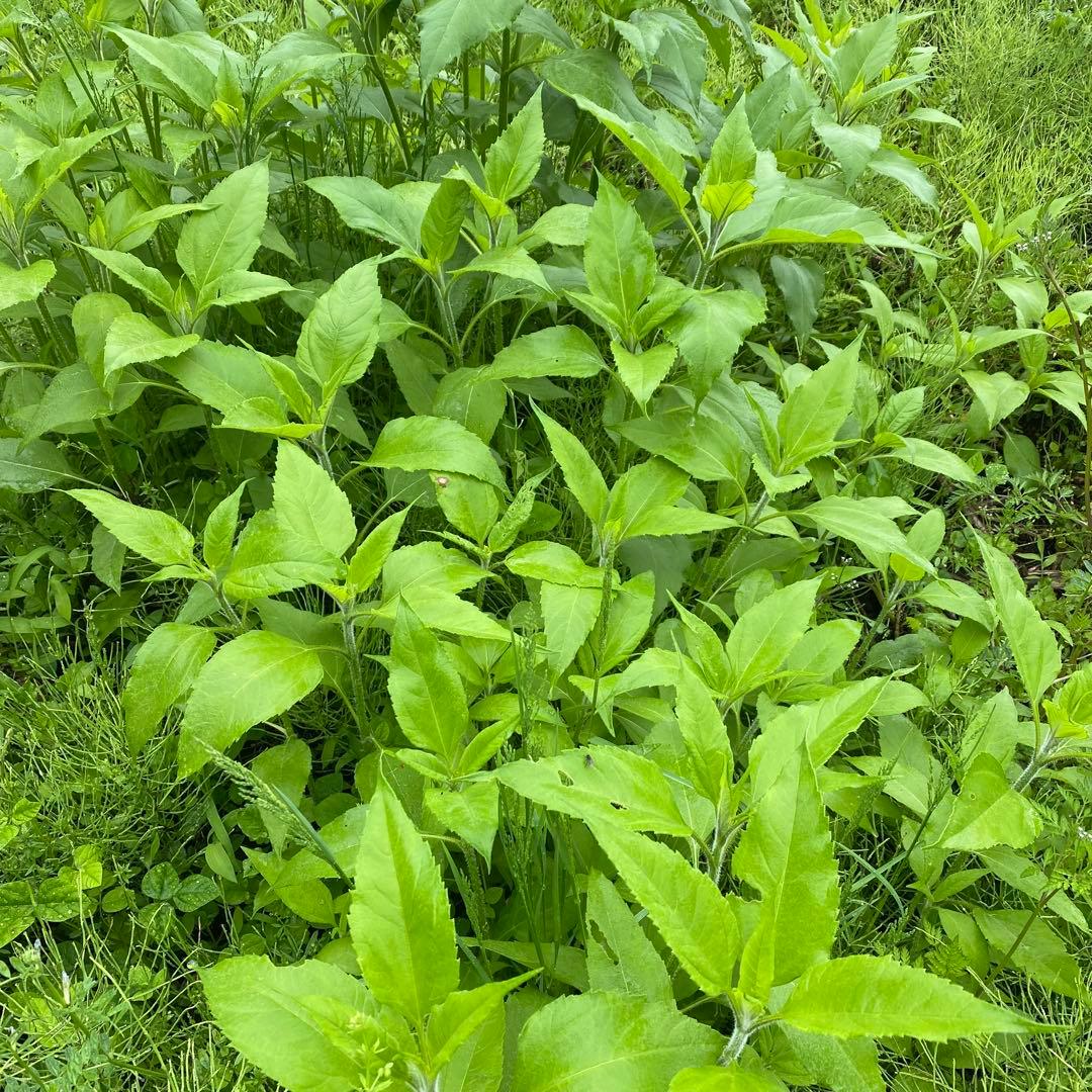 菊芋が生えてくる肥沃な土　みかん箱3箱分パンパンに詰めます　〜25キロ