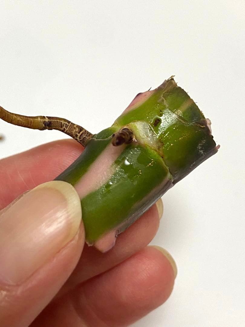 ２つです‼️【太茎‼️】フィロデンドロン　ホワイトプリンセス　茎③ 斑入り　希少人気