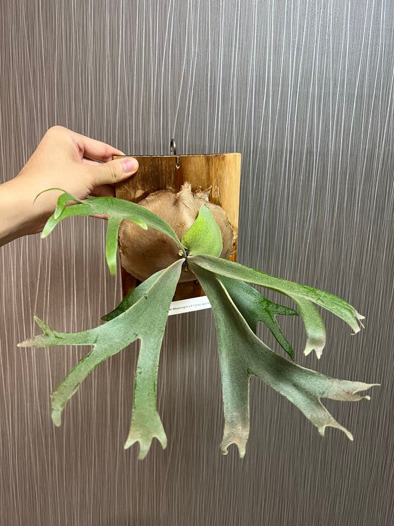 ビカクシダ P.willinckii Moonlight x P.celso