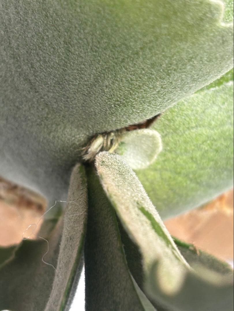 P. Willinckii Omg(spore) 【42】