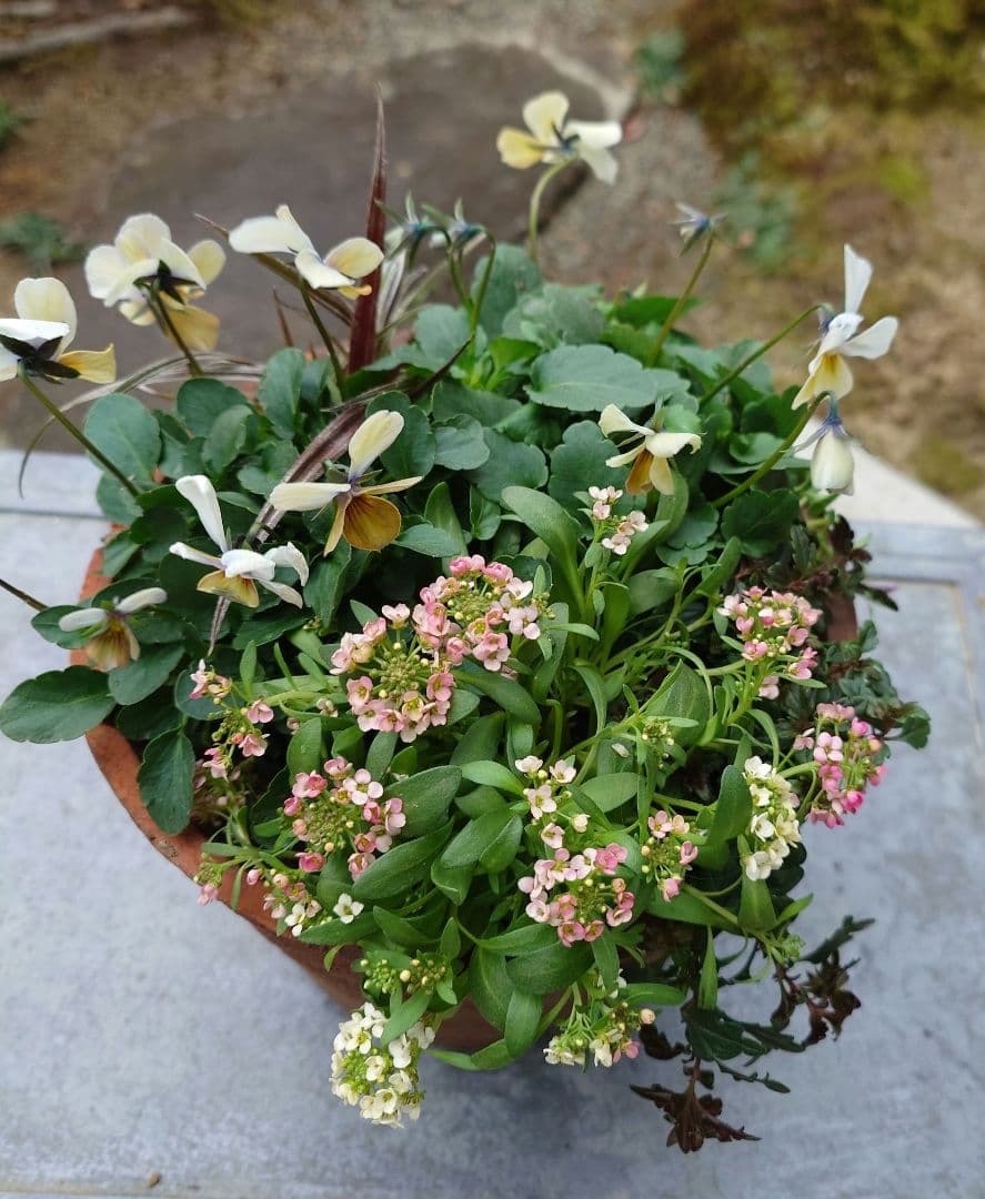 寄せ植え花　すみれ図鑑　はせページ