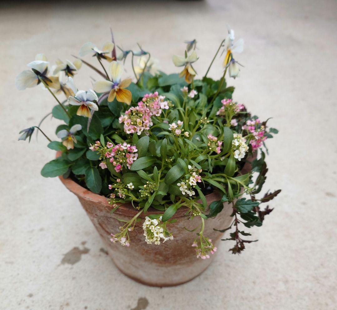 寄せ植え花　すみれ図鑑　はせページ