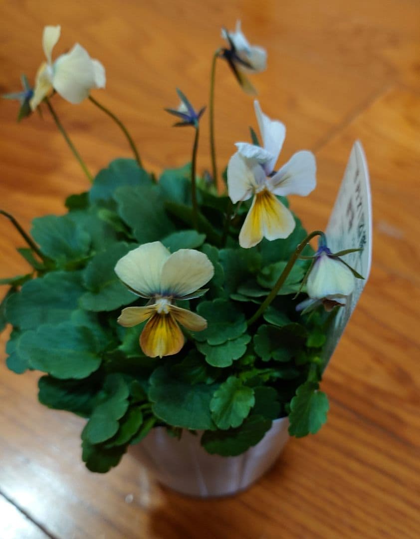 寄せ植え花　すみれ図鑑　はせページ
