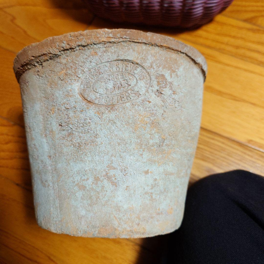 寄せ植え花　すみれ図鑑　はせページ