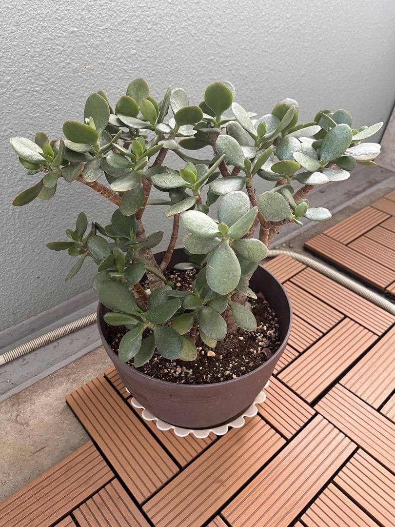 金のなる木（花月）鉢付