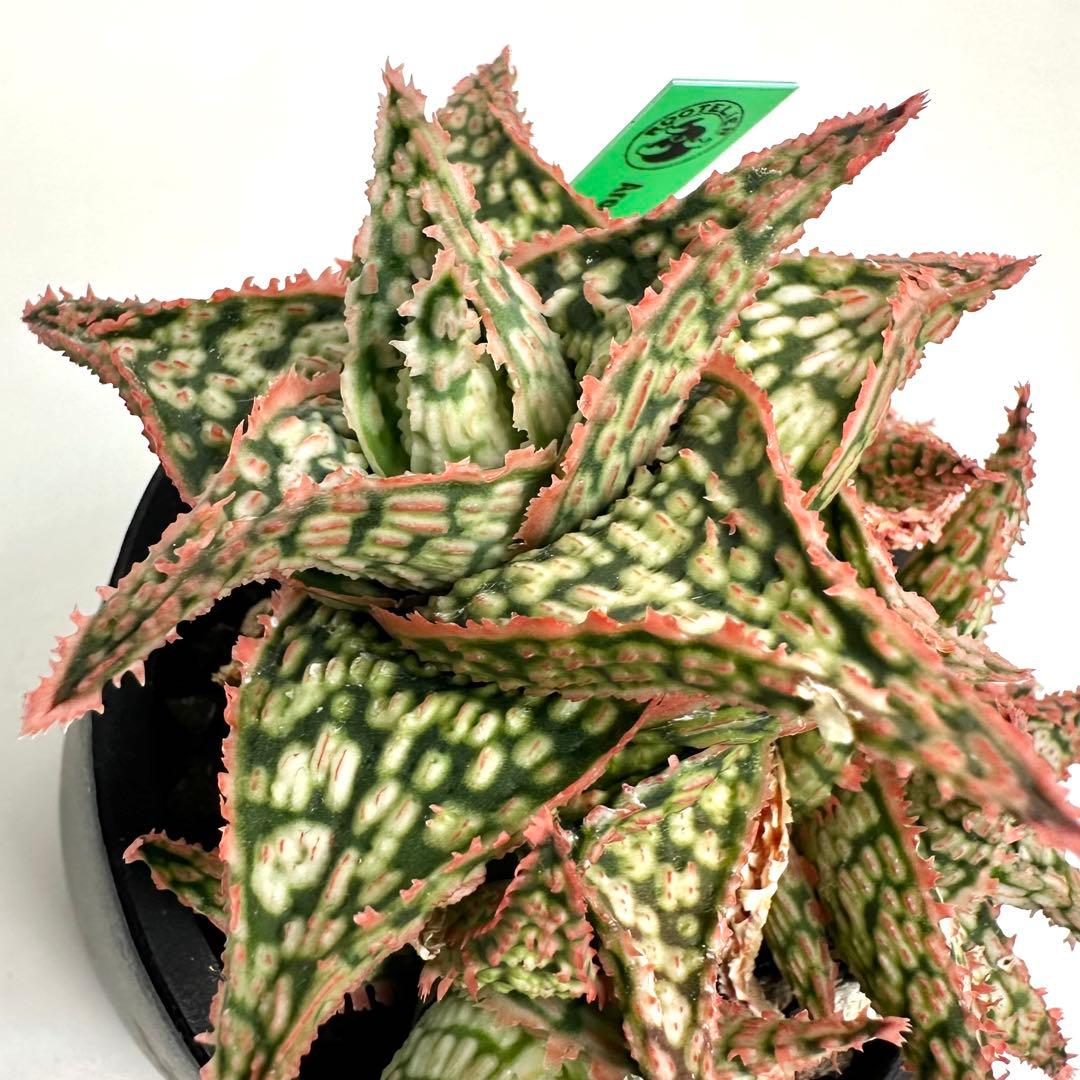 【美株】 アロエハイブリッド 子株沢山Aloe Hybrid