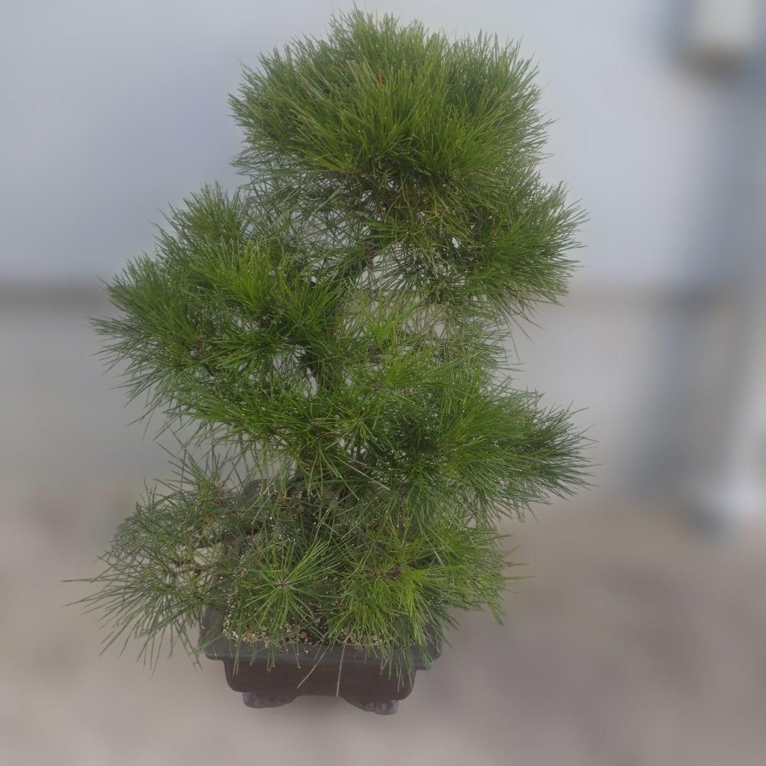 松　盆栽　1