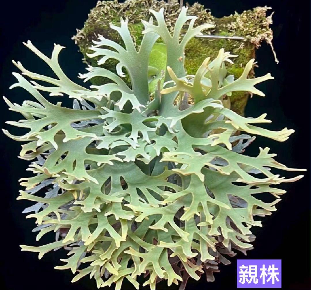 べ*様 P.willinckii Yellow moon dwarf