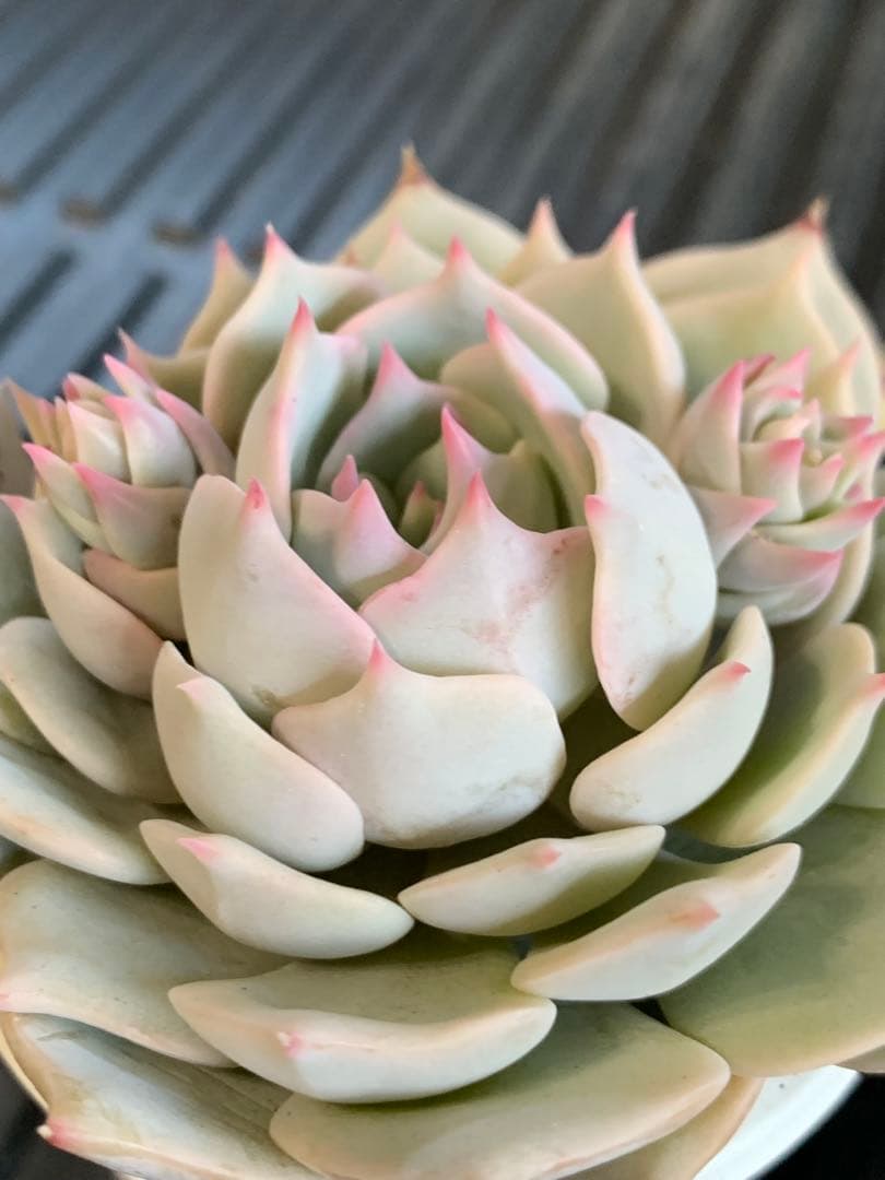 プラチナローズ　札付き　ミックスベリア　おらいさん　熟株　花芽あり