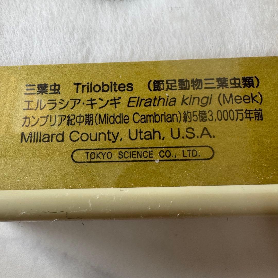 三葉虫　化石　カンブリア紀中期　アメリカユタ州産