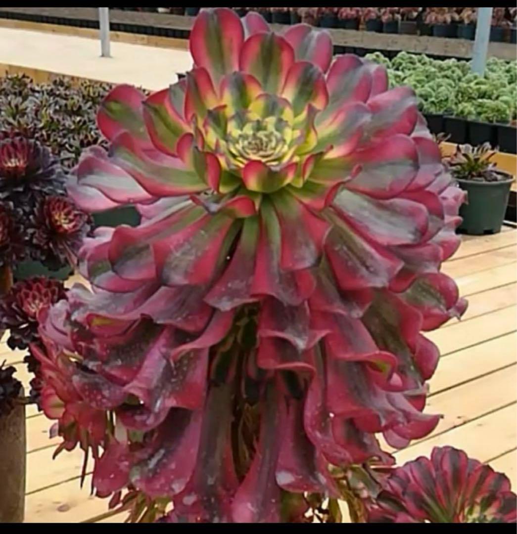 多肉植物アエオニウム錦❤️ パンドラ ❤️ 状態画像